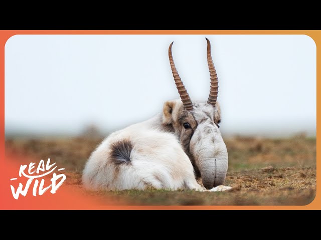 Unique Wildlife In The Wildest Place On Earth | 4K