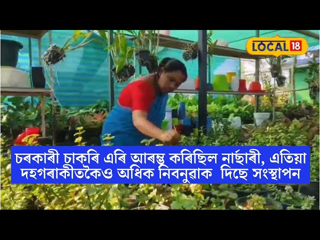 Dibrugarh Nursery | চৰকাৰী চাকৰি এৰি কিয়নাৰ্ছাৰী আৰম্ভ কৰিছিল চাবুৱাৰ পাপৰি শইকীয়াই?