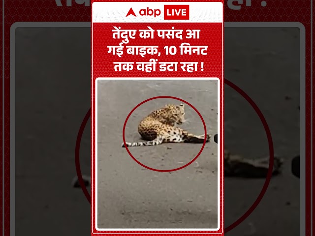 Viral News: Leopard liked the bike, stayed there for 10 minutes! | #ytshorts #viralvideo #leopard