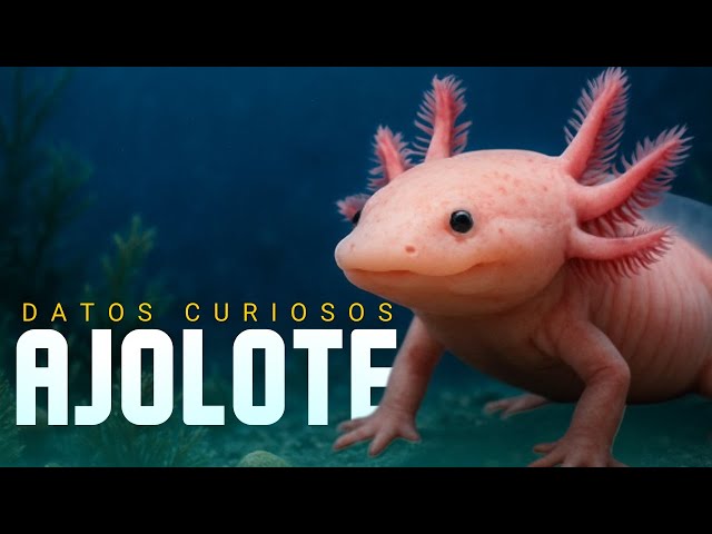 AXOLOTL: FASCINATING FACTS ABOUT THE MEXICAN ANIMAL THAT WILL SAVE THE WORLD | Documentary in Spa...