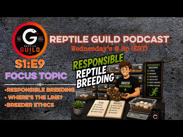 What Makes Someone a Responsible Reptile Breeder? | Reptile Guild Podcast