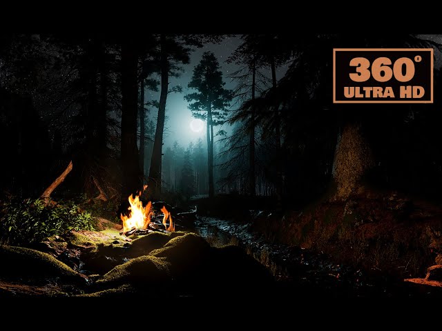 Forest Sounds | Wind | Night | 360 Video | Relax | Sleeping | VR