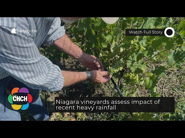 Niagara vineyards assess impact of recent heavy rainfall