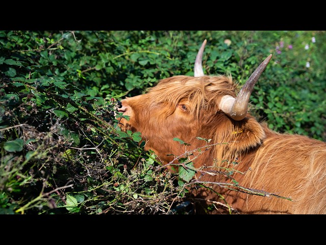Big news from the farm! We are so excited to start prepping for next year’s Highland cow calves! 🐮🌾
