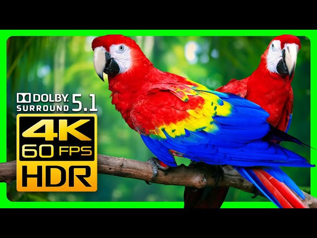 Mesmerizing Macaw Parrots in 4K HDR: Relax with Stunning Visuals & Surround Sound