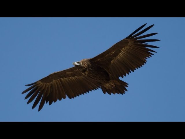 Como identificar rapaces en vuelo🦅 1°parte 🔺mini documental🔻