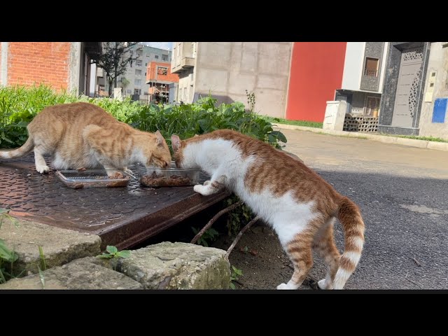 After the cat ate, she went to the abandoned house where her kittens were.
