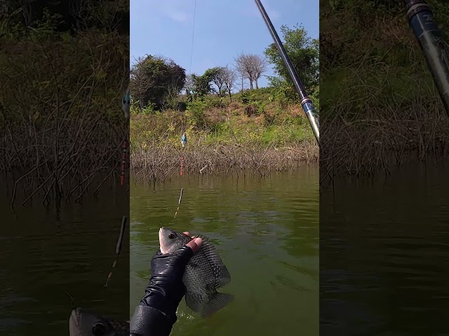 The fish wants the fishing rod