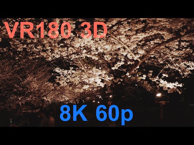 VR180 3D 千鳥ヶ淵の桜・夜桜 / EOS R5C w CANON RF 5.2mm F2.8 L DUAL FISHEYE