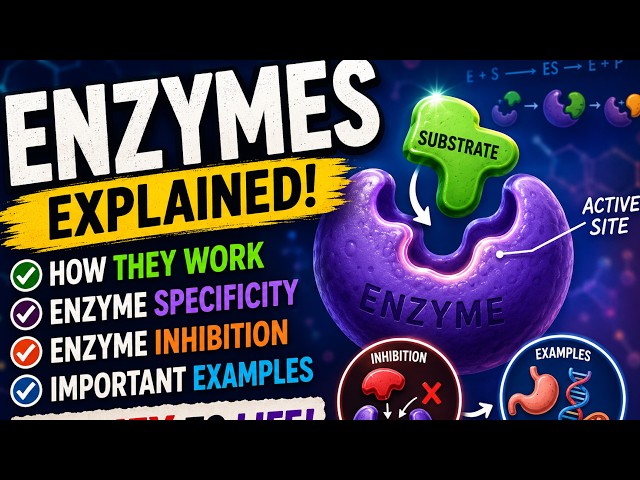 What are Enzymes?