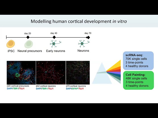 EuroBioC2026 Keynote: Morphological profiling of in vitro neurons: Visualizing complexity