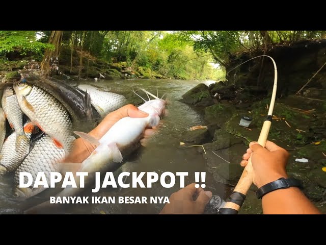 THE CONSEQUENCE OF FISHING BAIT BEING TOO EFFECTIVE..!! BIG FISH WILL BE TEMPTED TO EAT IT