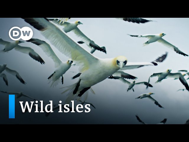 Biodiversity in the British Isles | DW Documentary