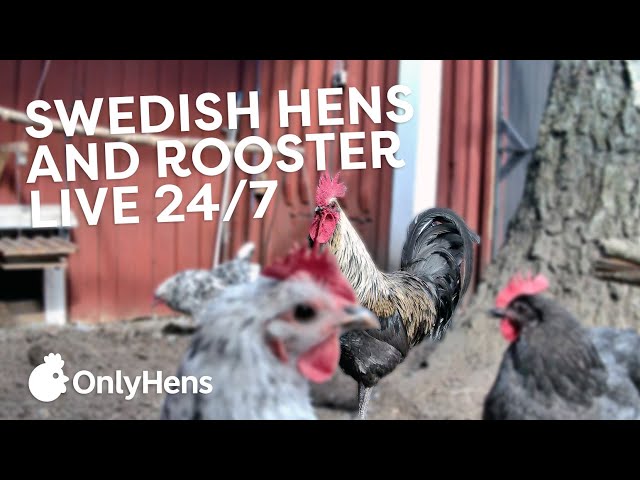 OnlyHens - Live Chicken Coop - feed the chickens live!