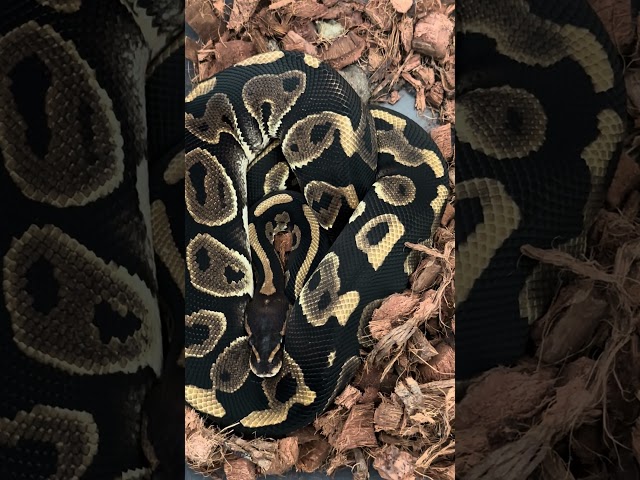 Check this sweetness out #ballpython #pet #animal #reptile #snake #wildlife #petlovers #cute #nature