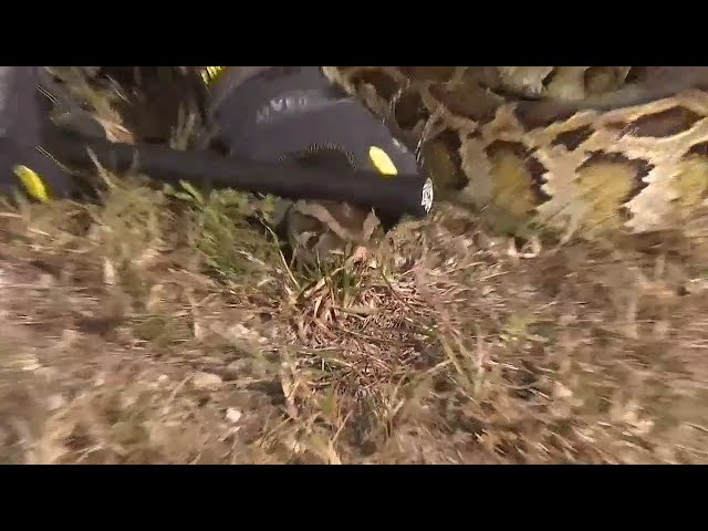 Python Bowl 2020 brings snake catchers to South Florida to compete for biggest, most snakes caught