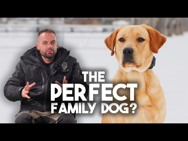 Reseñas de entrenadores profesionales de Labrador Retriever