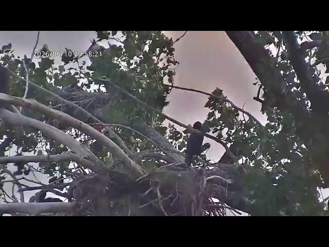 Xcel Energy Riverside Great Blue Heron Rookery and Peregrine Falcons