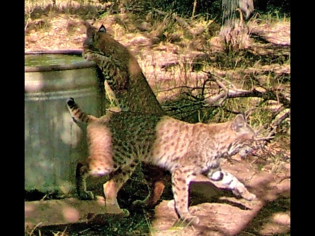 Water tank along the creek. Birding Chiricahua mountains south eastern Arizona.
