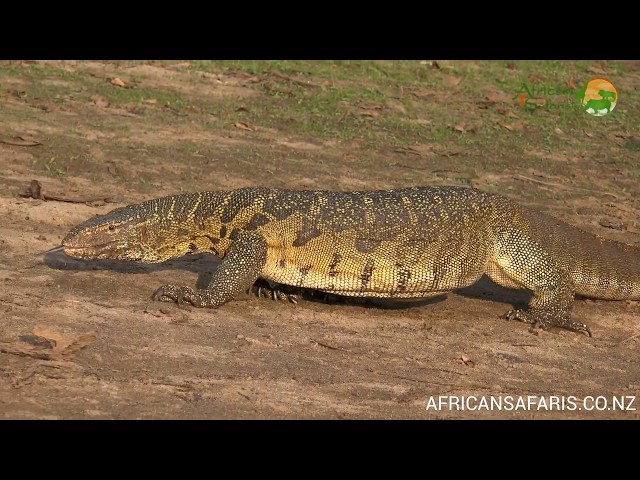 Nile Monitor Lizard - Africa's largest lizard