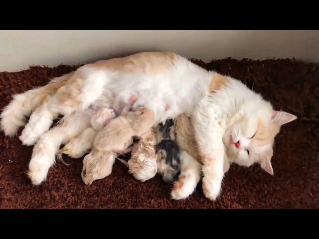 Mother Cat Gives Birth To And Nurses Her Kittens #kitten #viral #momcat
