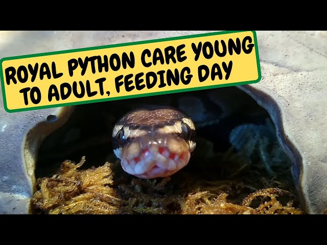 ROYAL PYTHON CARE YOUNG TO ADULT, FEEDING DAY