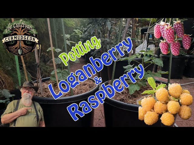 Berry Beware! Taming the Bramble Beasts (Loganberry & Yellow Raspberry in Pots!)
