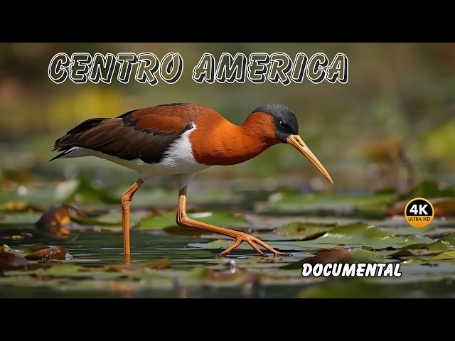 CENTRO AMERICA: AVES Sacadas de Otro PLANETA | Documental Completo