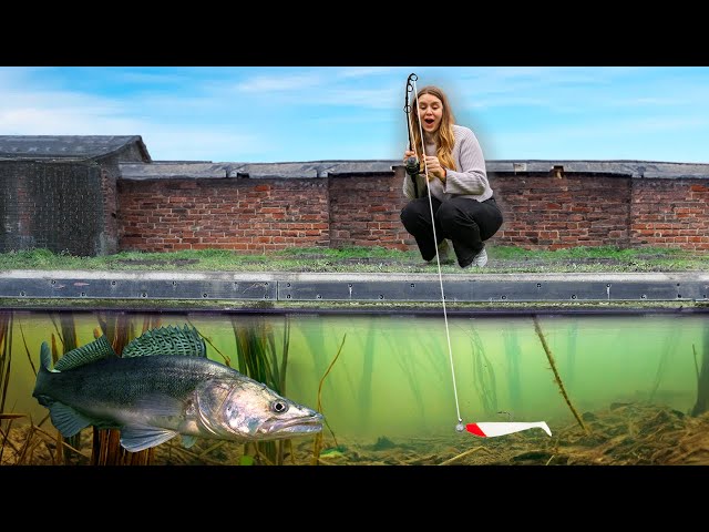 Searching For The UK's RECORD ZANDER