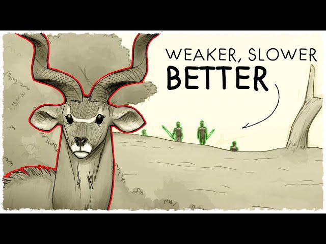 How Humans became the Ultimate Predator