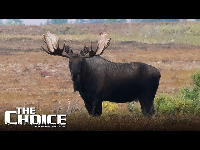 DIY Hunting Giant Moose in Alaska | The Choice