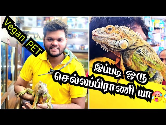 இப்படியல்லாம் கூட Pet's இருக்கா😱!|Playing with exotic Pets😎 Iguvana😅 | ball python |Tamil Vlog