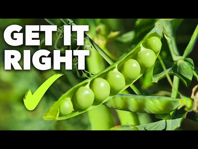 Peas Growing Masterclass: Grow the Sweetest Garden Peas Ever