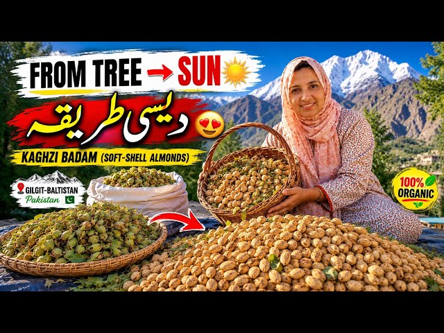 From Fresh Almonds to Sun-Dried Goodness! 🌰☀️ | Traditional Processing✅ | Organic Almond Process 😍