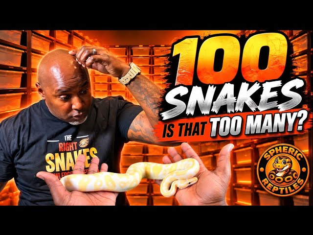 100 Ball Pythons: Is That TOO MANY?