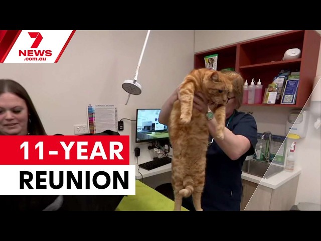 Missing cat reunited with owner after 11 years | 7NEWS