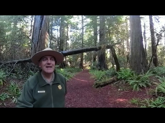 Old-Growth Redwoods' Role in Fighting Climate Change.