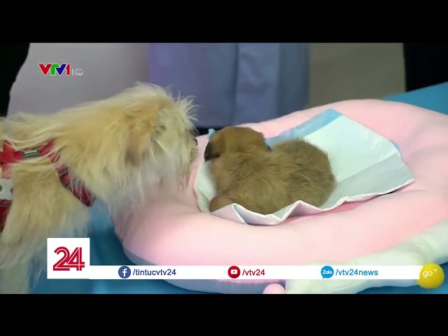 Nhân bản vô tính - Là tiềm năng hay nguy cơ | VTV24