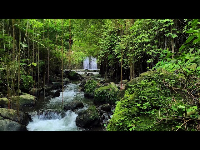 First Hints of Autumn | Enjoy the Serenity of a Quiet Forest River