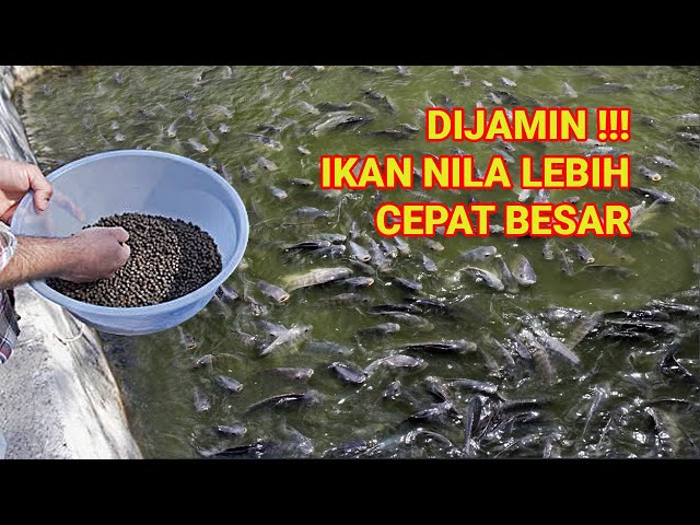 A COMPLETE GUIDE TO CULTIVATE NILE FISH SO THEY GROW QUICKLY