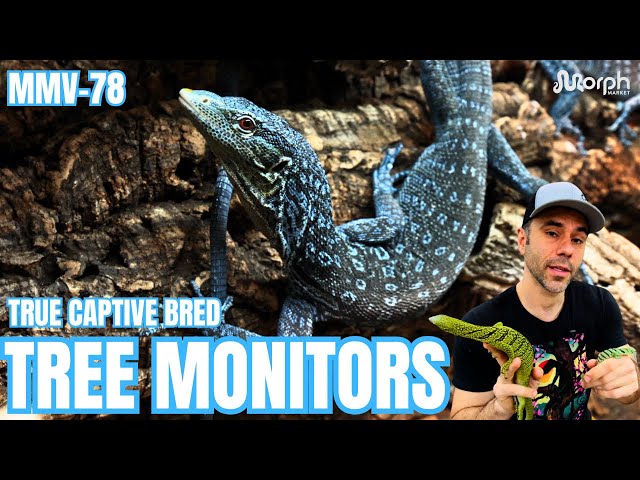 Where To Find High Quality & True Captive Bred Tree Monitors With Sundown Reptiles