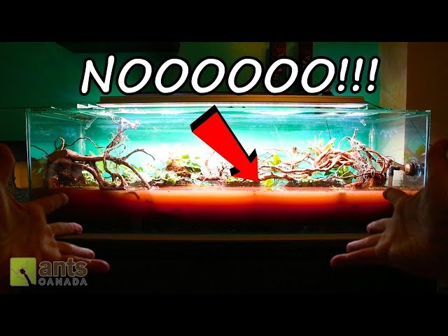 What Is Killing My Pets?