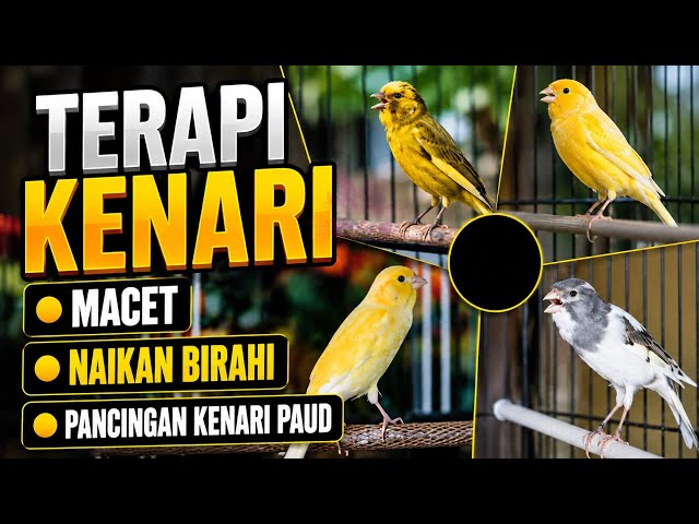 TERAPI KENARI MACET BUNYI || NAIKAN BIRAHI || PANCINGAN PAUD