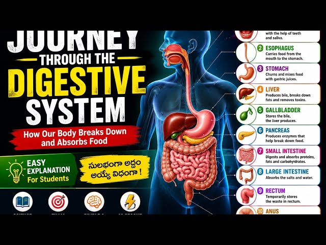 “Digestive System Explained in 1 Minute | Easy Science for Students” 🧠🔬
