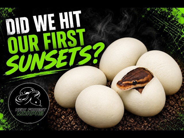 DID WE HIT OUR FIRST SUNSETS? PLUS NEW STRANGER CLOWN PICK UP AND THE RESULTS OF OUR FIRST AUCTION