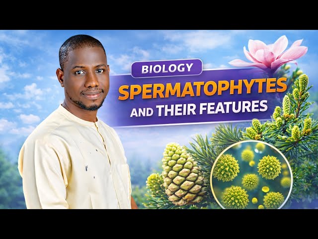 Spermatophytes and Their Features | WAEC, JAMB & 100 Level Biology @DeOracleTutorials 