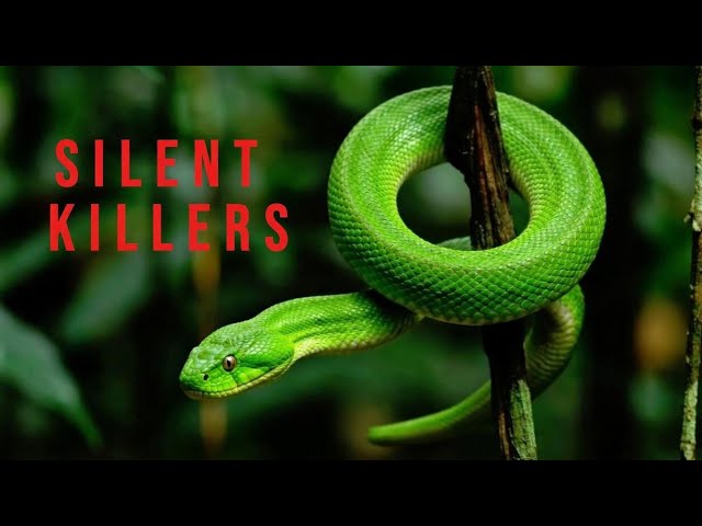 5 Powerful Non-Venomous Snakes That Rule Their Worlds | Wild Echo Documentary