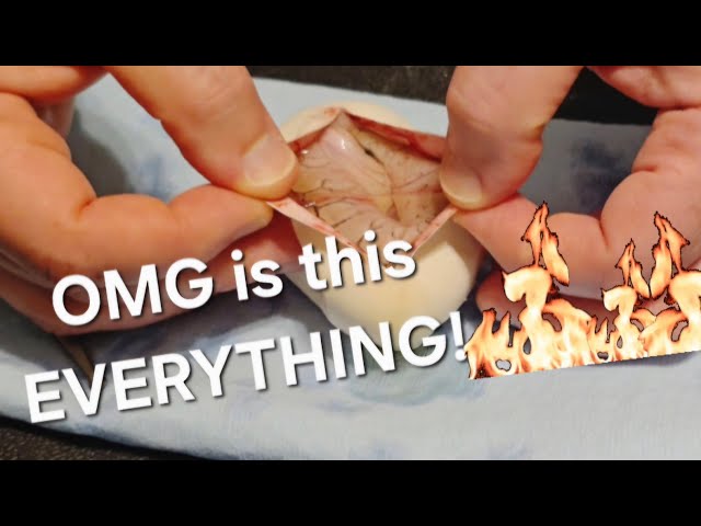 Did We Hit the 5 Gene JACKPOT!! (Clutch 9 Egg Cutting)