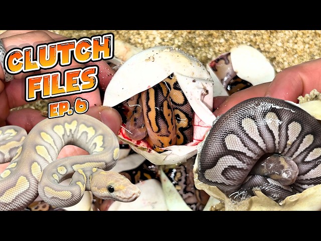 Clutch Files Ep.6 - Super Choco Hypo Clown, Scrambler Clowns & Freeway Puzzle
