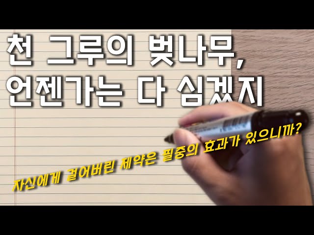 【ENG】「Dean Mosbe NamJa」 2nd 100 cherry trees🌸*100